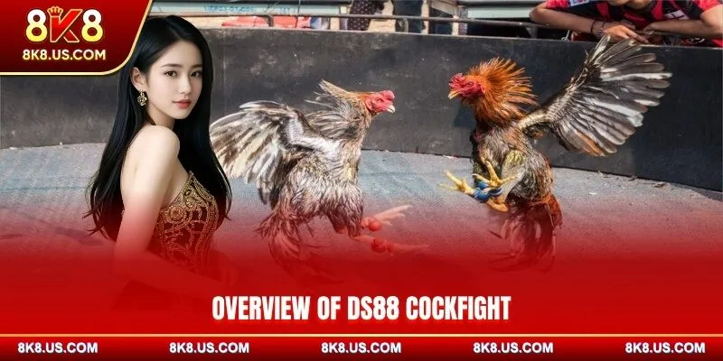 Overview of DS88 Cockfight at 8K8