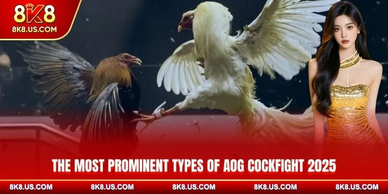 The most prominent types of AOG Cockfight 2025 at 8K8